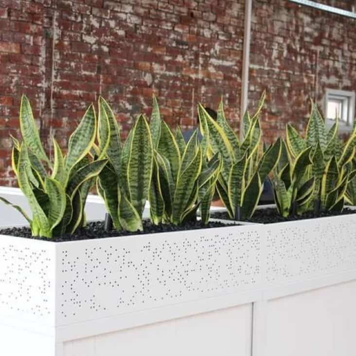 Sansevieria Superba in a white box planter