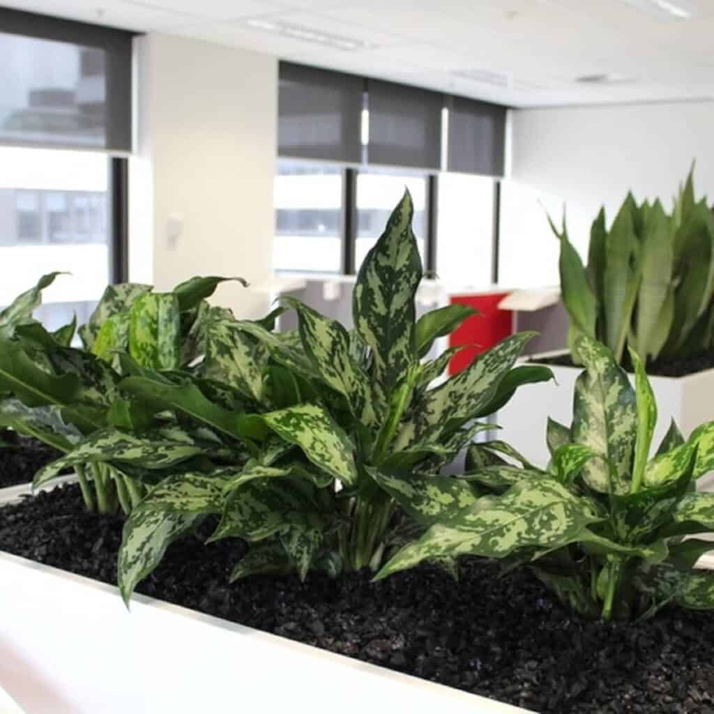 Aglaonema Marie plants in white planters in an office