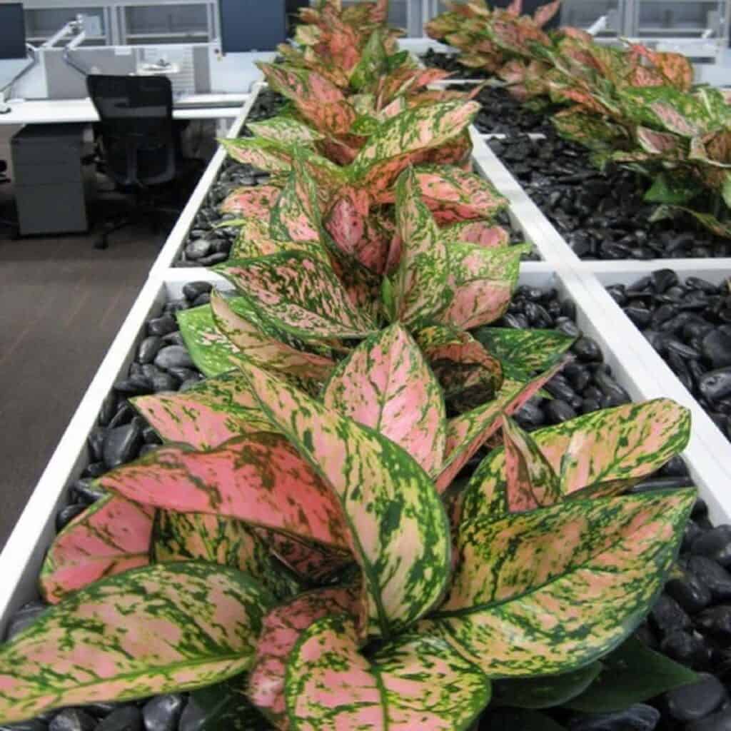 Aglaonema Lady Valentine in white planters in an office