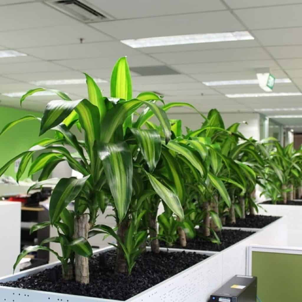 Dracaena Happy Plant in large white planters in an office