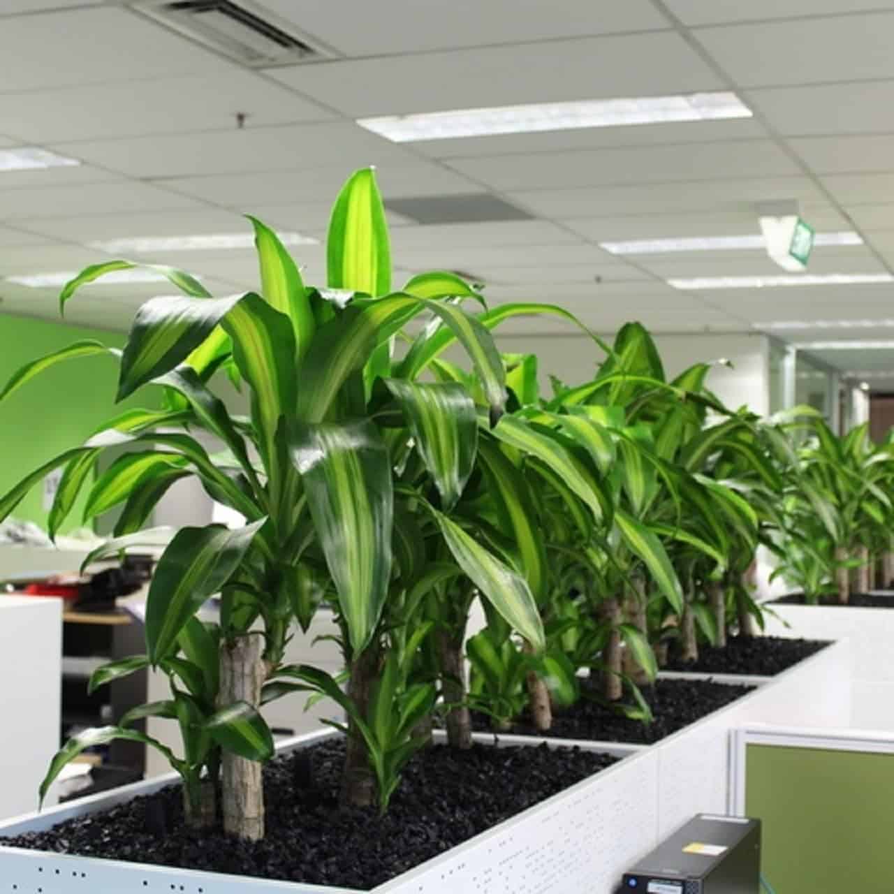 Dracaena Happy Plant in large white planters in an office