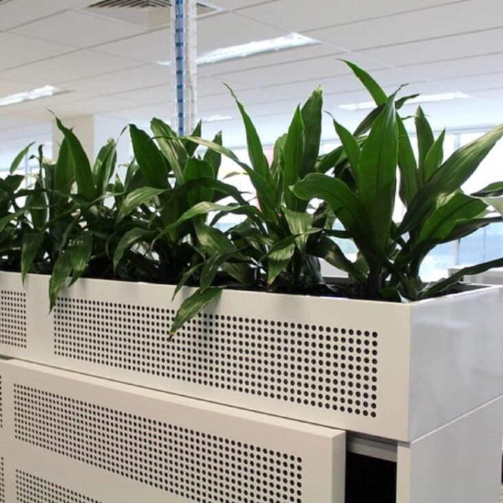 Dracaena Janet Craig in white planters in an office