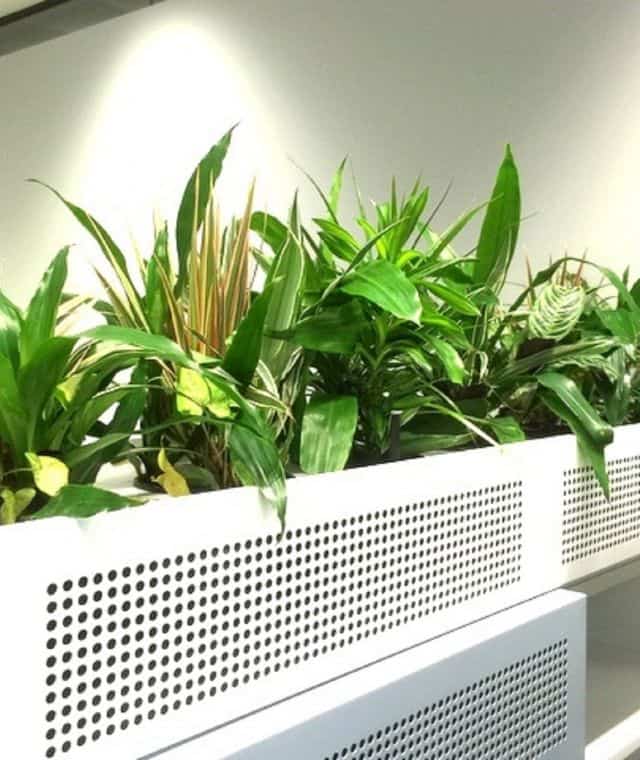 Mixed foliage in white planters in an office