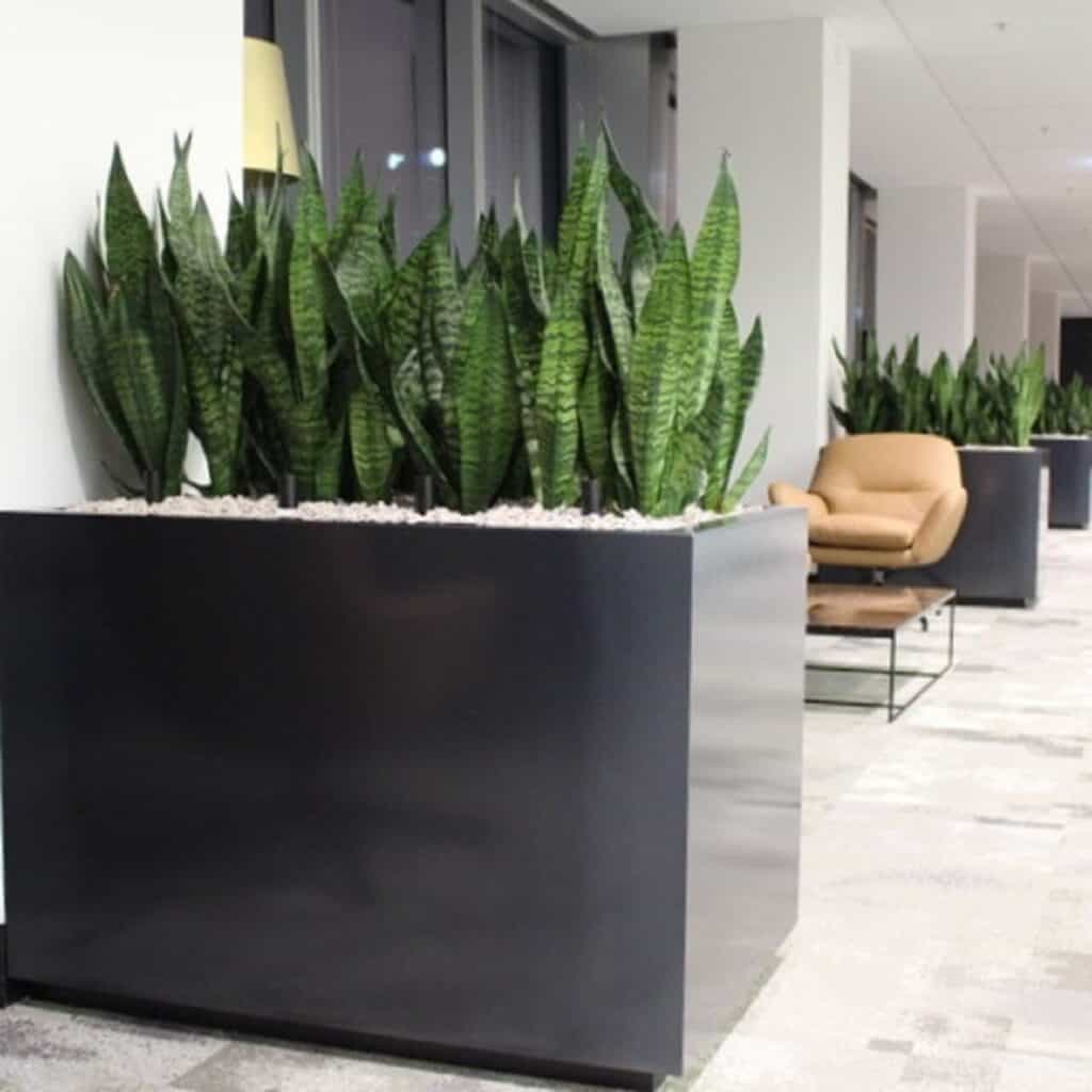 Snake plants in a large black box planter