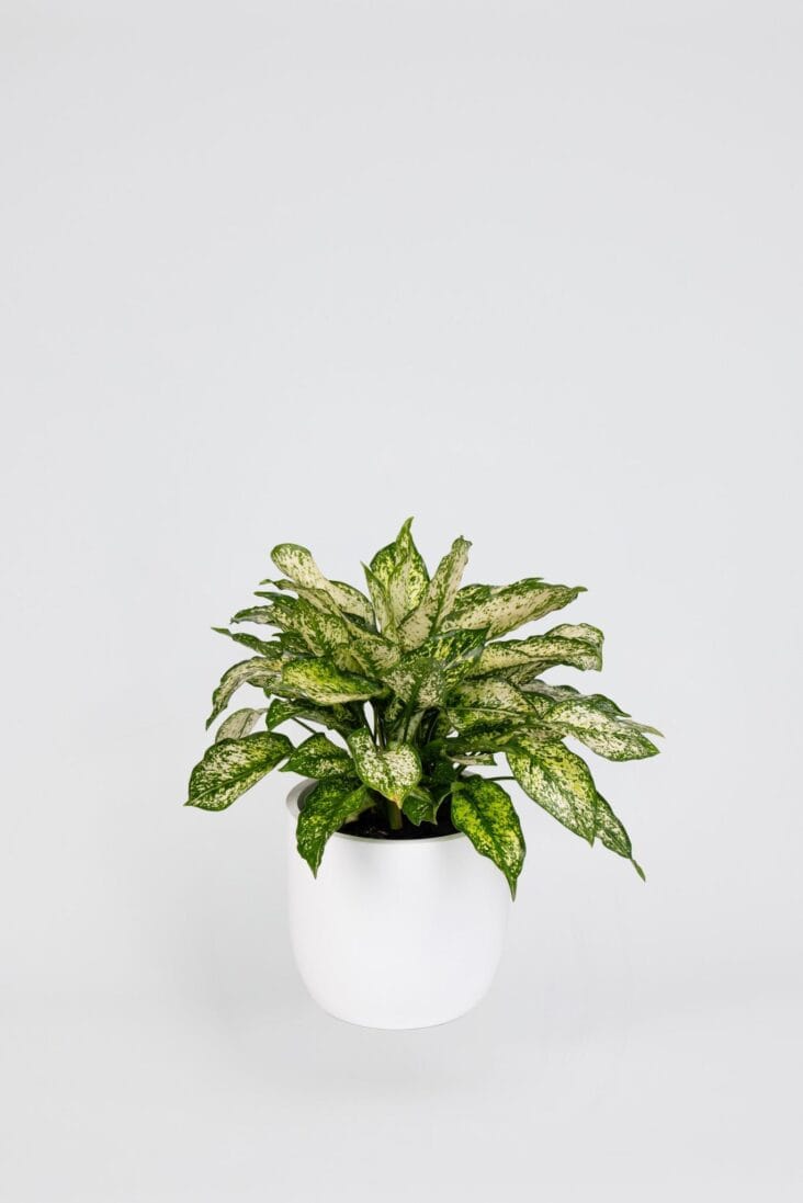 Aglaonema Snow White in a planter