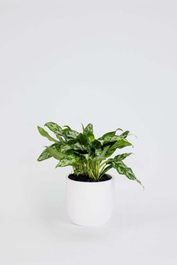 Aglaonema Marie in a white planter