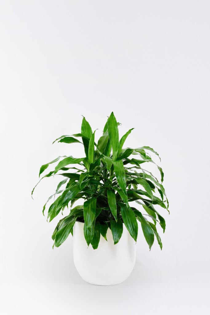 Draecena Janet Craig floor planter