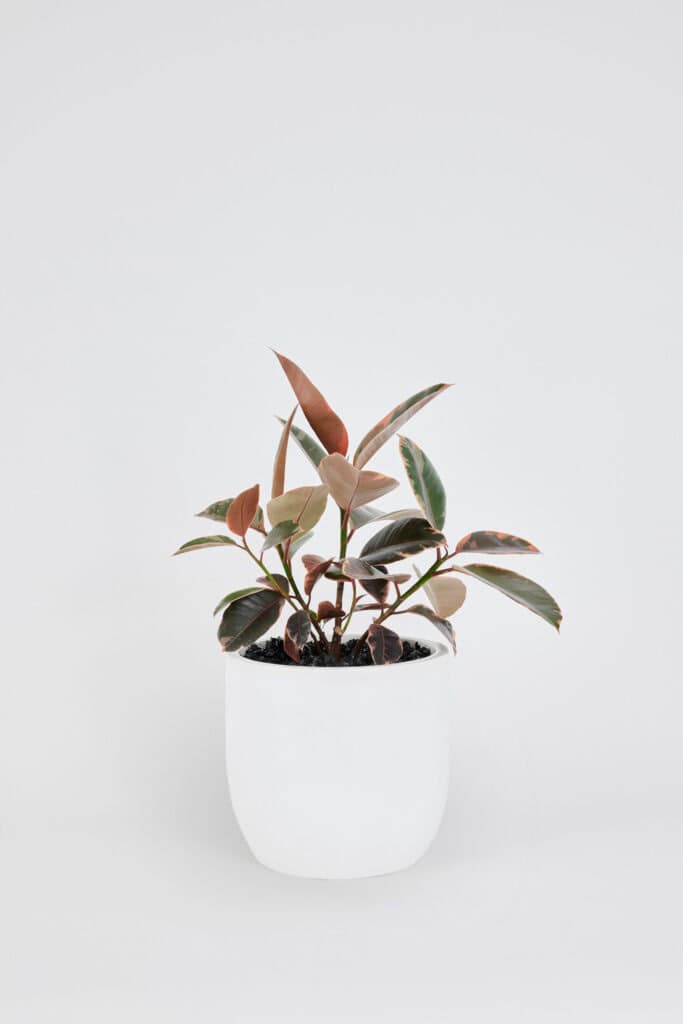 Ficus Elastica Ruby in a floor planter