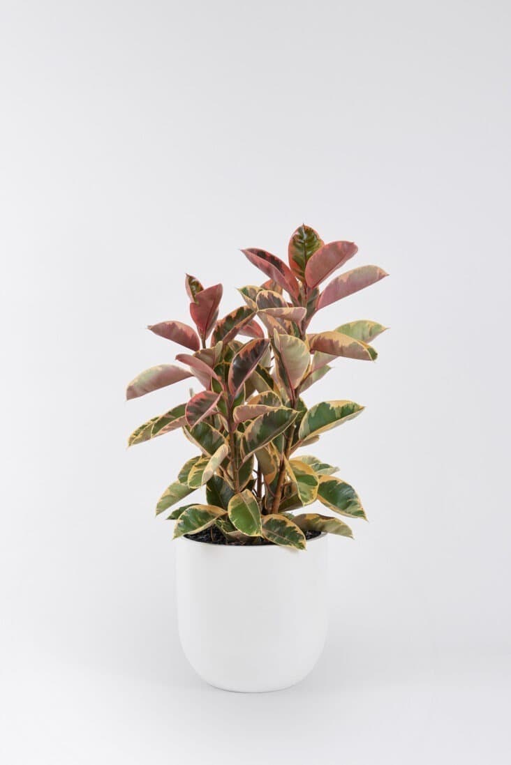 Ficus Elastica Ruby floor planter