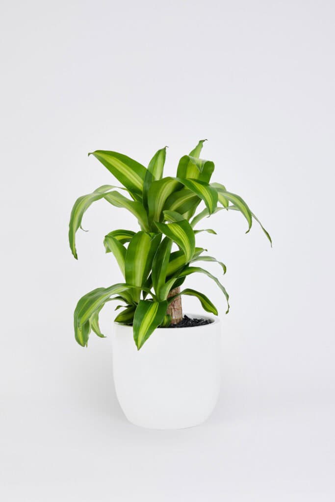 Draecena Happy Plant in a white floor planter