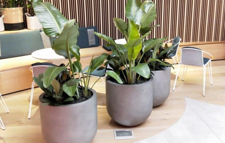 Bold pots with bold plants to match - Frenchams