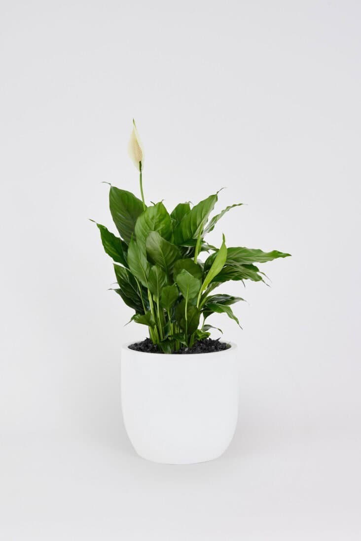 Peace Lily (Spathiphyllum) in a white planter