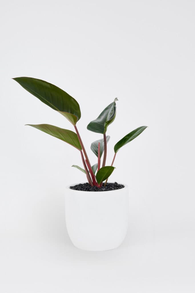 Philodendron Rojo in a floor planter