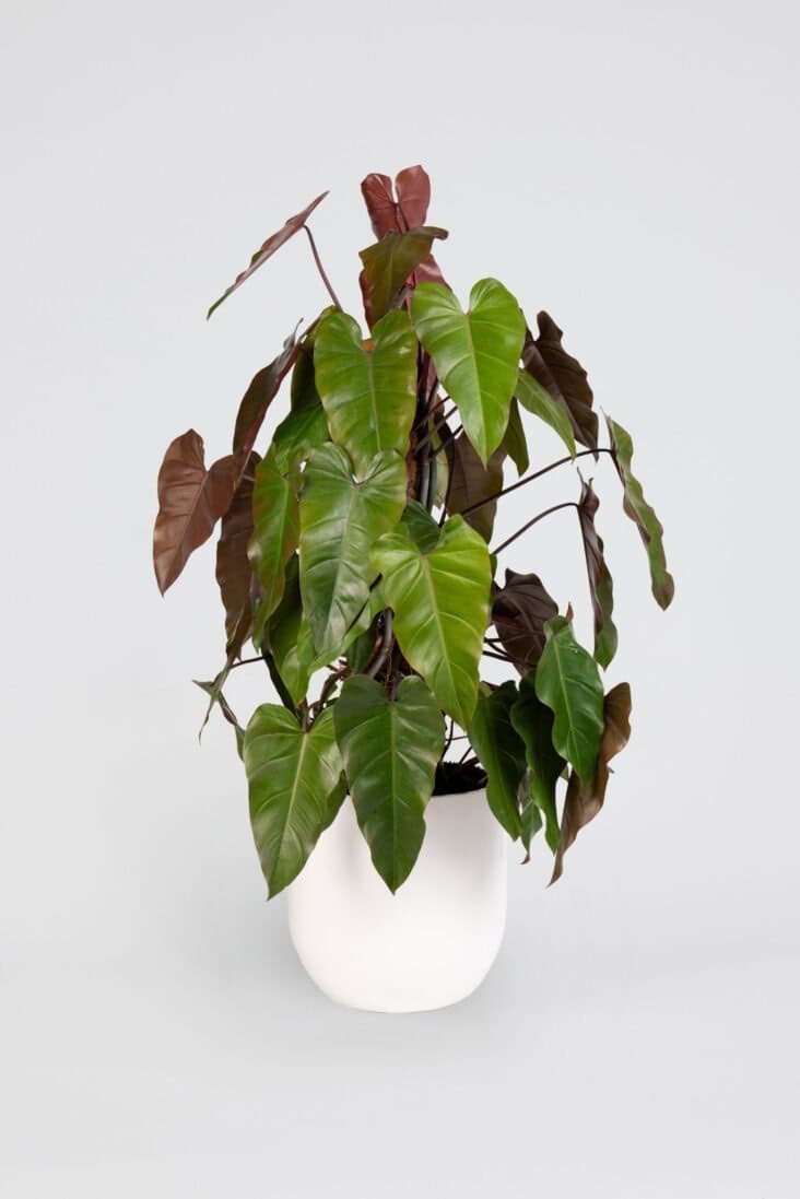 Philodendron Totem in a white planter