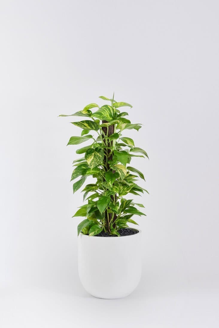 Pothos Totem floor planter