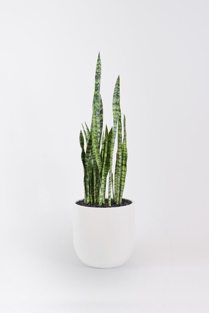 Sansevieria Robusta in a white plant pot