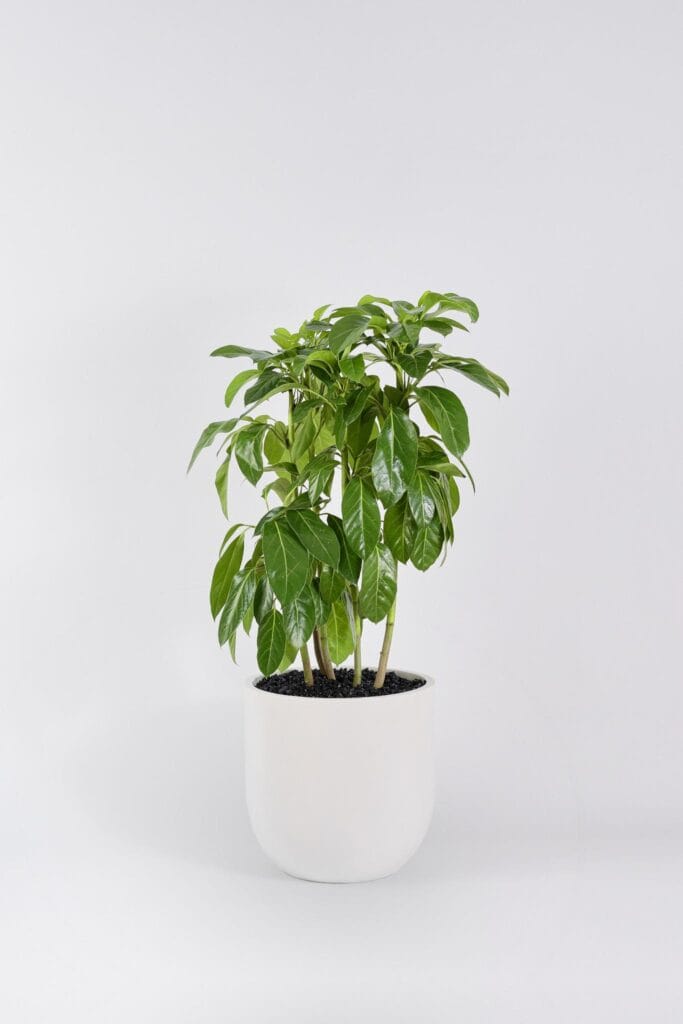 Schefflera Amate in a white planter