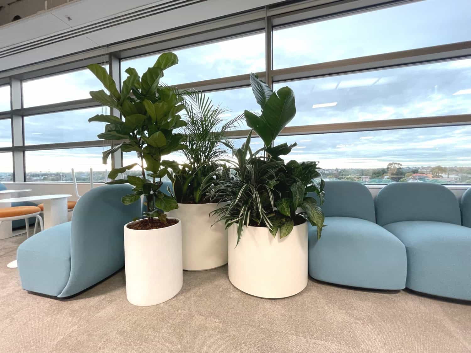 Blue chairs and large indoor plants in big white commercial planters