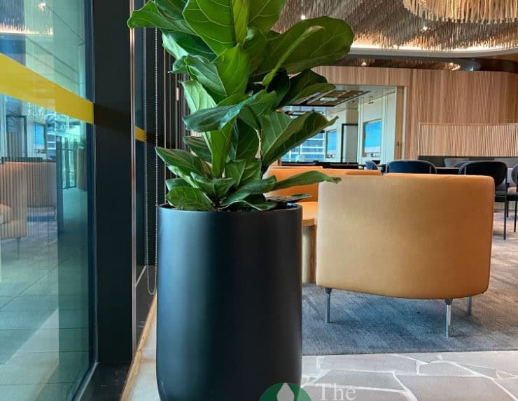 Large black floor planter