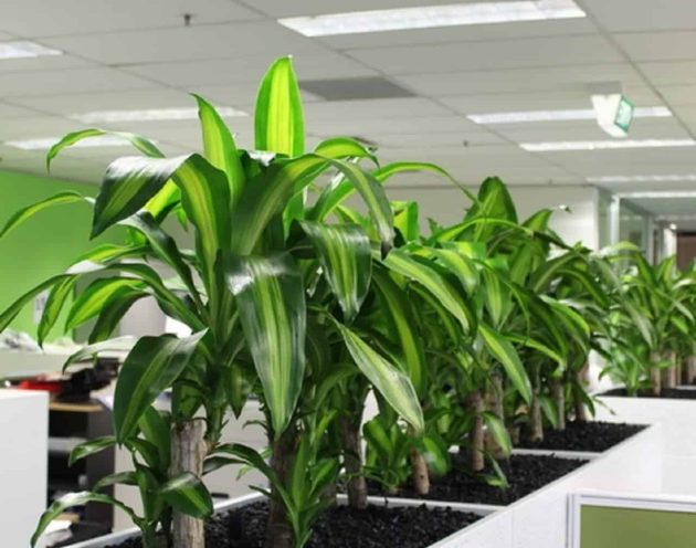 Dracaena Happy Plant in large white planters in an office