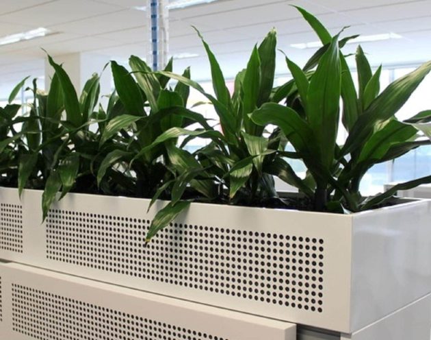 Dracaena Janet Craig in white planters in an office