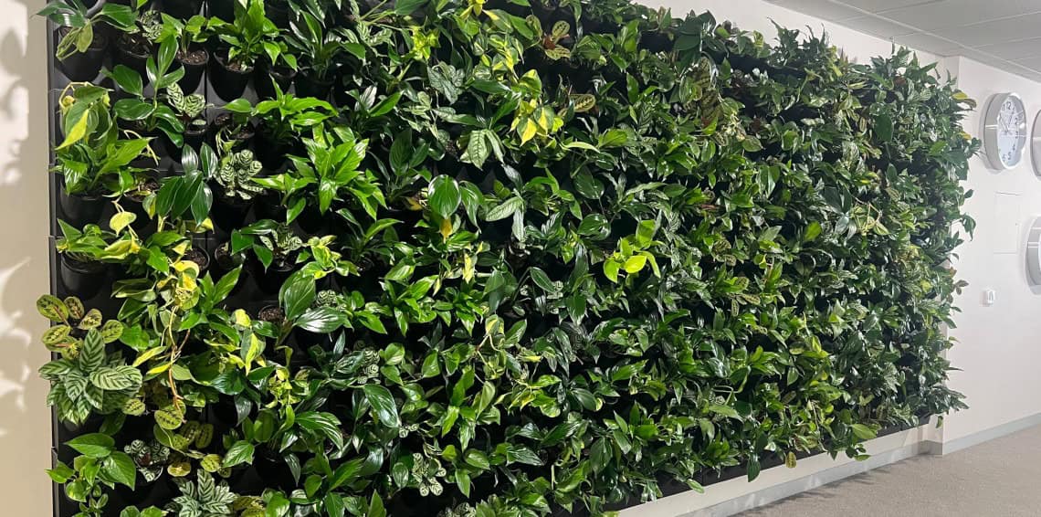 Modular green wall in an office