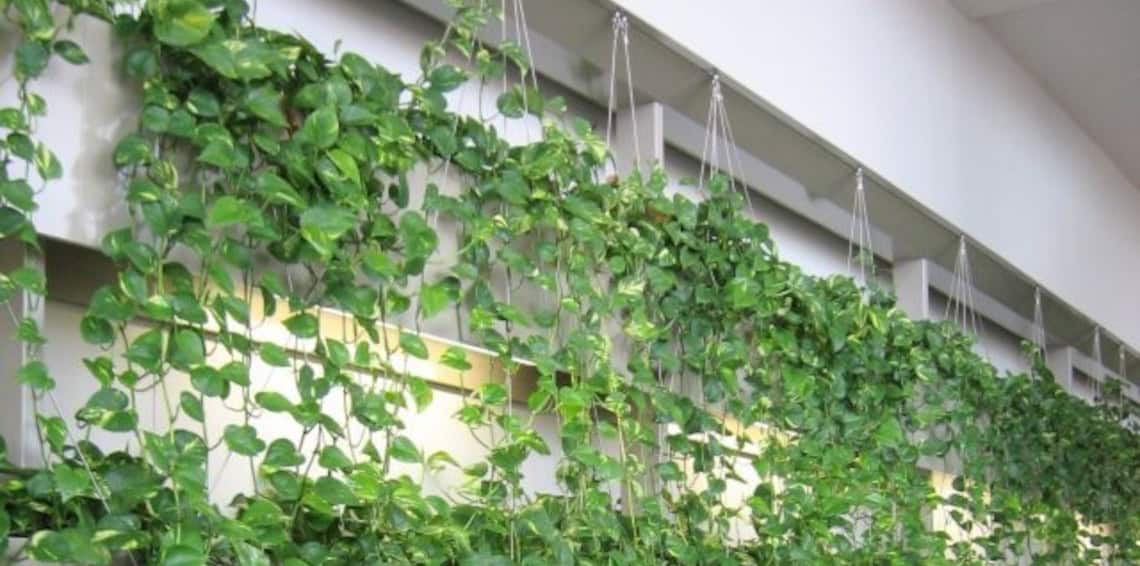 Hanging plants creating a green wall in an office