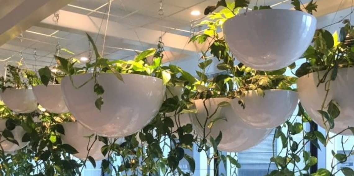 Hanging planters with green trailing plants in an office