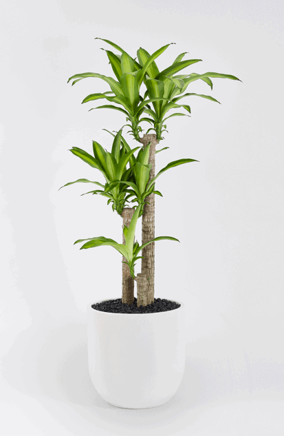 Draecena Happy Plant