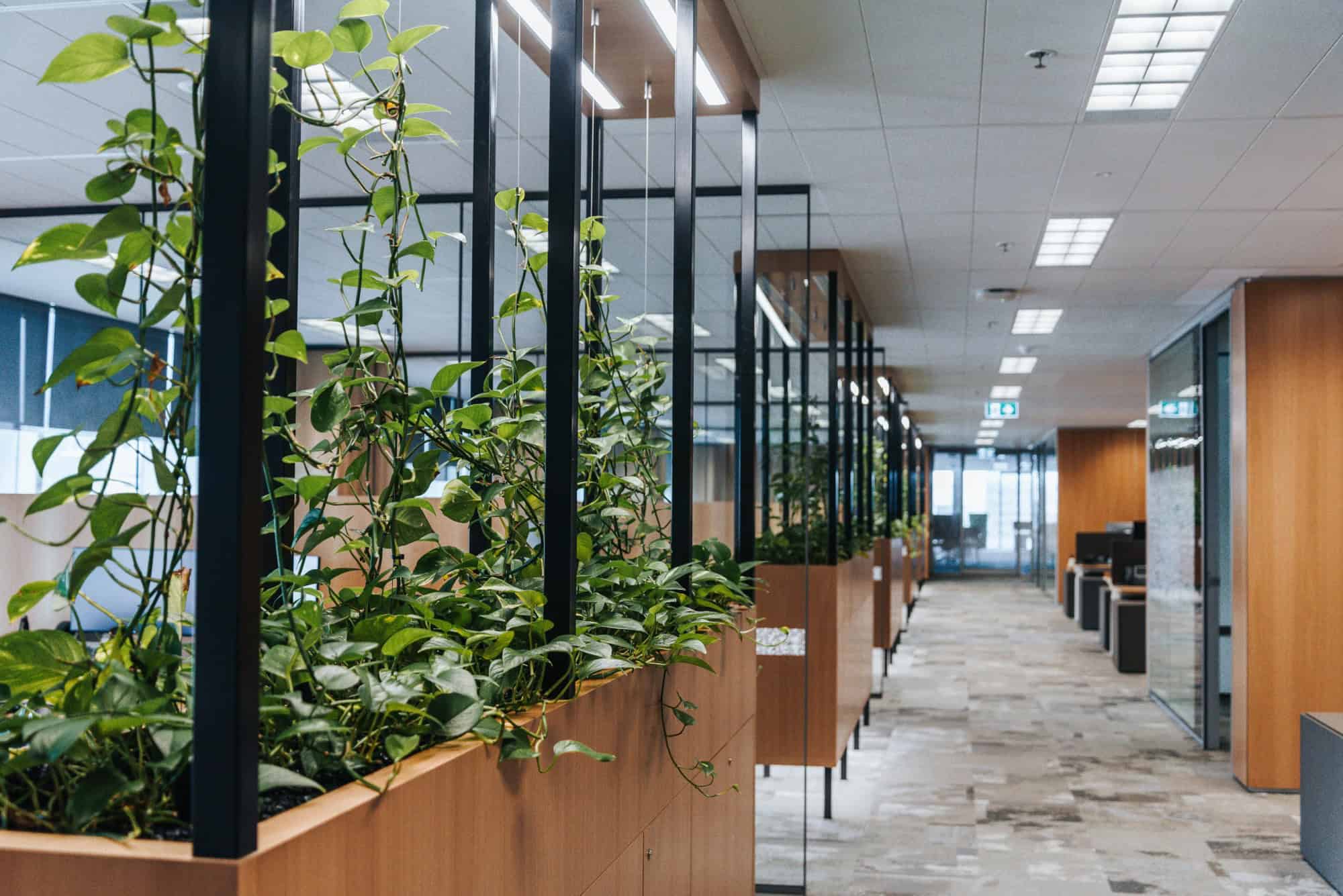 Office modules created using wooden planter boxes and indoor plants