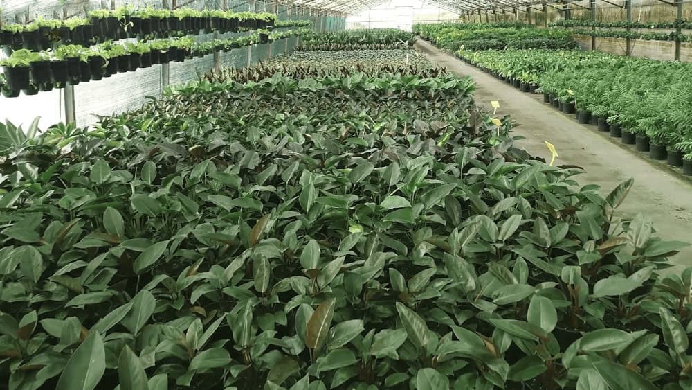 nursery greenhouse full of different plants