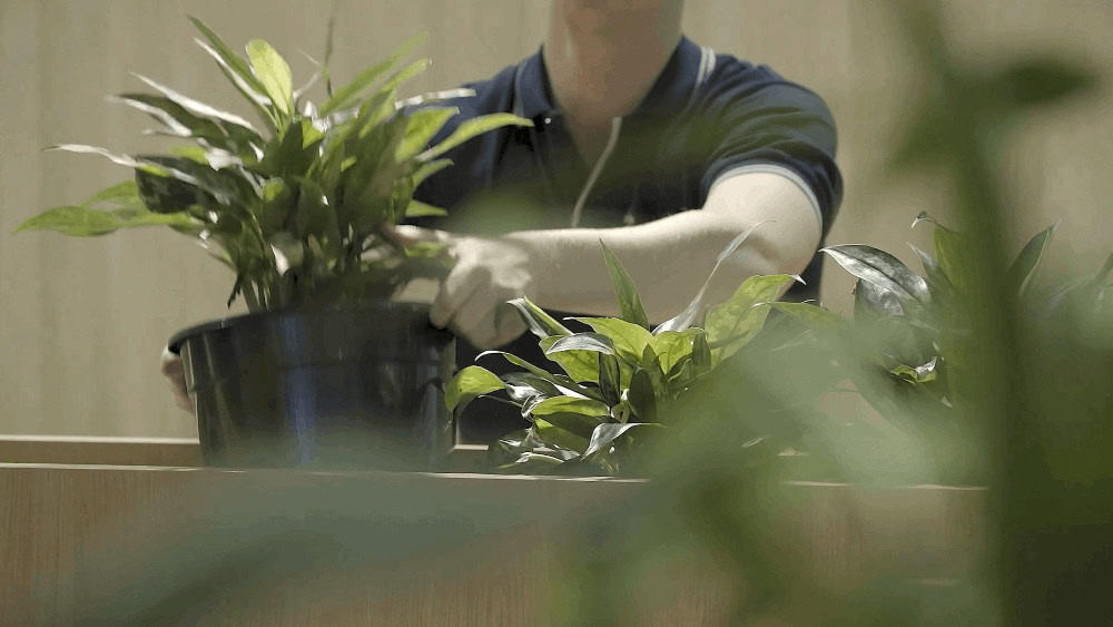 Team member moving potted plants