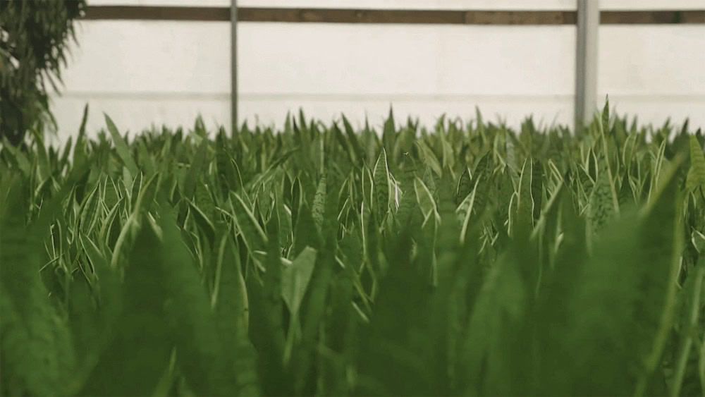 Close up of green plants